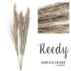 moderna zelena trava reedy