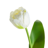 Umelý tulipán NATU 475 | biela 37 cm