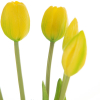 Kytica umelých tulipánov NATU 473 | žltá 41 cm